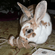 Miko and Gus - Snook's Bee Pollen recipients