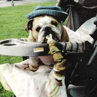 Miko and Gus - Snook's Bee Pollen recipients