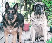 Miko and Gus - Snook's Bee Pollen recipients