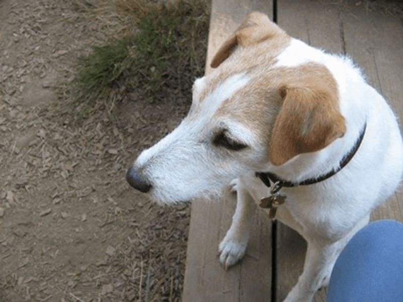 Woody Snook, Founder