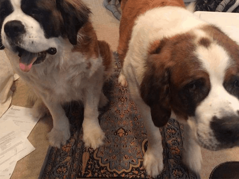 St Bernards want Snooks!