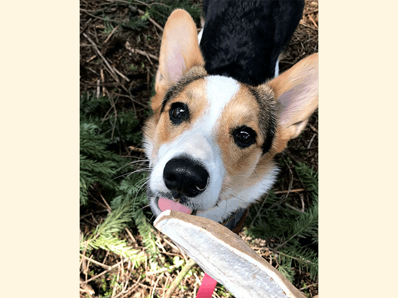 Steak fries are fun!