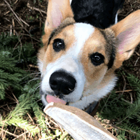 Snook's Sweet Potato Chews, Chips, Biscuits and Steak Fries are 100% sweet potato.